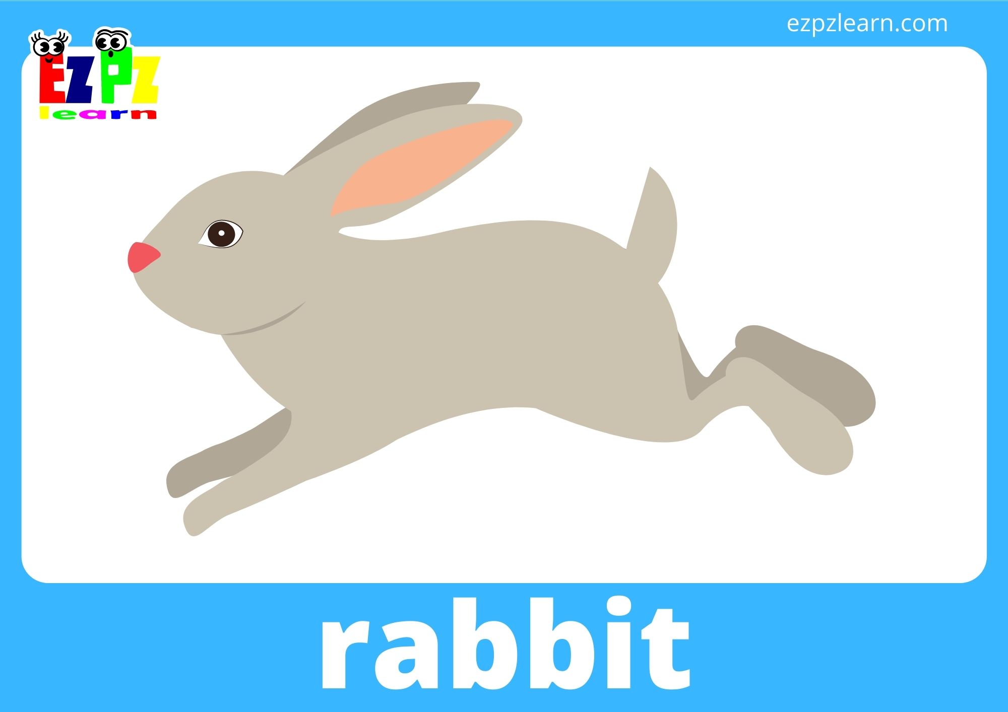 rabbit